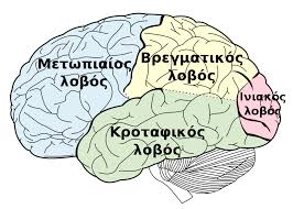 Κρανίο Ανθρώπου με Εγκέφαλο - Human Skull with Brain - why.gr